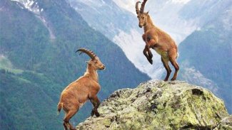 Dersim'in dağ keçileri sürü halinde görüntülendi