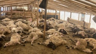 Ağıla giren kurtlar 162 küçükbaş hayvanı telef etti