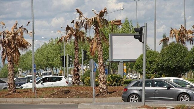 Diyarbakır iklimine uygun olmayan palmiyelerin yüzde 99’u kurudu