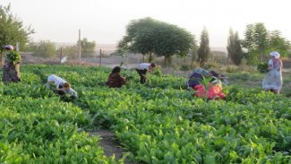 DSG’den yatırım yasası adımı