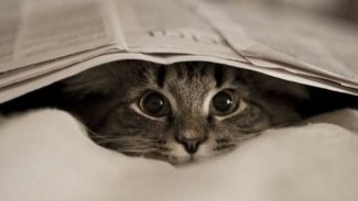 Kedilere sokağa çıkma yasağı