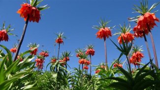 Ters laleleri görmek için saatlerce yürüdüler
