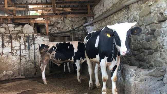 Kars'taki 8 köyde şap karantinası
