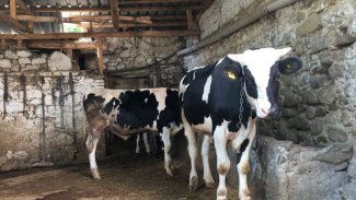 Kars'taki 8 köyde şap karantinası