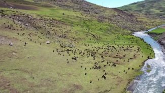 Ağrı yaylalarına göçerlerin yolculuğu başladı