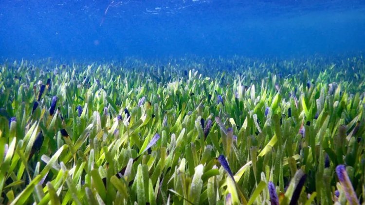 Dünyanın en büyük bitkisi: 4 bin 500 yıl önceki tek bir tohumdan bugüne geldi