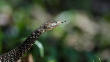 Mardin'de yılan ısırığı can aldı