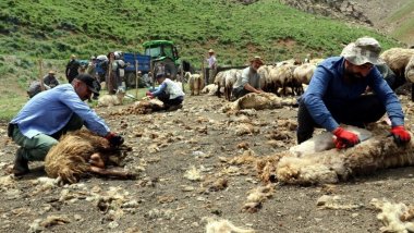 Cilo Dağı eteklerinde şenlik havasında koyun kırkma mesaisi
