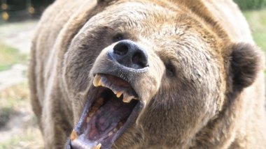 Van’da ava çıkan korucuyu ayı parçaladı