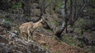 Yaban keçisi avına para cezası