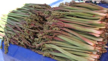 Oxçin'in (rimbês) akciğere faydalarıyla ilgili proje TÜBİTAK'tan ödül getirdi