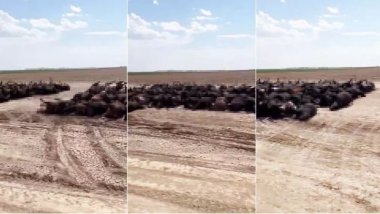 ABD'den şok görüntüler! Aşırı sıcaklar binlercesini öldürdü