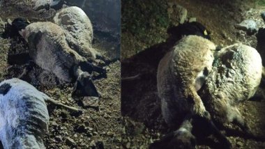 Van'da 3 ayrı yere yıldırım düştü: 3 yaralı, 63 koyun telef oldu