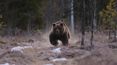 Erzurum'da ayı saldırısına uğrayan çoban hayatını kaybetti