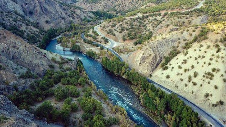 Şırnak’ta olduğu için ağaç da mı suçlu?