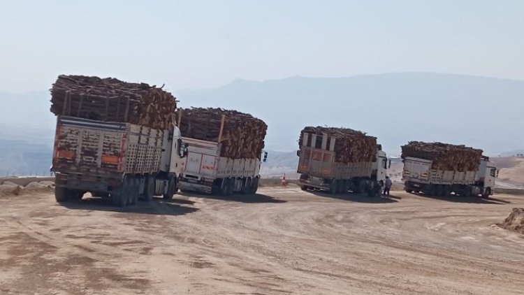 Greenpeace'den Şırnak’taki ağaç kesimlerine ilişkin açıklama