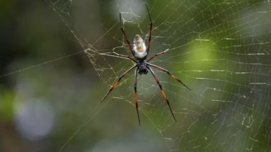 Ölümcül örümcek zehrinden kalp krizi ilacı geliştirildi!