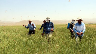 Yüksekova’da çekirge istilası