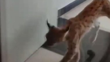 Dersim'de nesli tükenme tehlikesindeki vaşak sürücü kursuna girdi