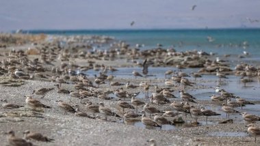 Van Gölü'nde martı ölümlerinde artış