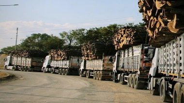 Şırnak'ta kesilen ağaçlar Urfa'da pazarlanıyor