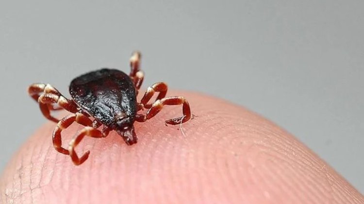 Bingöl:  Kenenin ısırdığı 3 çocuk annesi kadın hayatını kaybetti