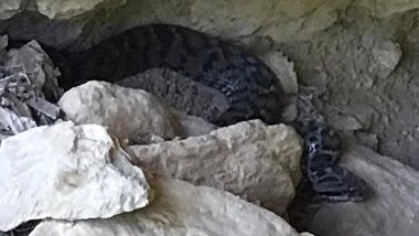 Dersim'de zehirli 'Wagner Kaya Engereği' görüntülendi