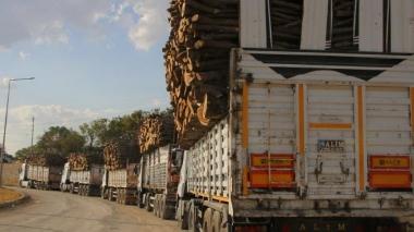 Şırnak'taki ağaç kesimine tepki: Kürdün ağacı ağaç değil mi?