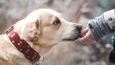 DSÖ: Maymun çiçeği virüsü ilk kez insandan köpeğe bulaştı