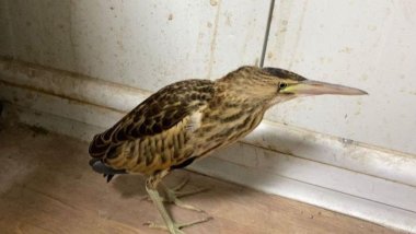 Ağrı’da nesli tükenmekte olan 'balaban kuşu' bulundu