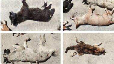 Sokak köpeklerinin yaşadığı yerleri fişleyen Havrita sitesi sonrası hayvan ölümleri arttı