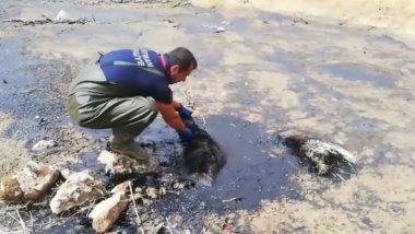 Nesli tükenmek üzere olan çizgili sırtlan, Batman'da petrol atığında öldü