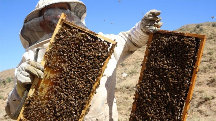 Bitlis balına Londra’dan ödül