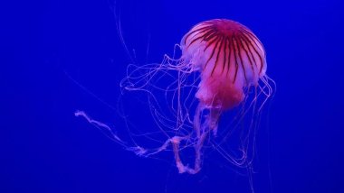 Genetikçiler, ölümsüz denizanasının sırrını çözdü: Bir sonraki adım, insanlar