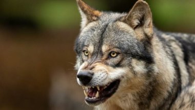 Kars'ta kurtların saldırdığı 35 koyun telef oldu