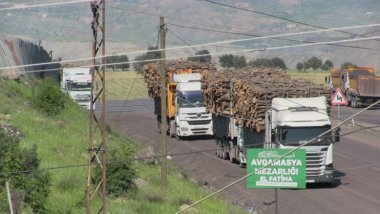 Şırnak'ta ağaç kesimine STK ve partilerden tepki