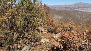 Türkiye'den ağaç kesimlerine yönelik yanıt: 'Ormanı gençleştiriyoruz'