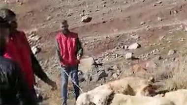 Muş'ta köpek dövüştüren 3 kişiye para cezası!