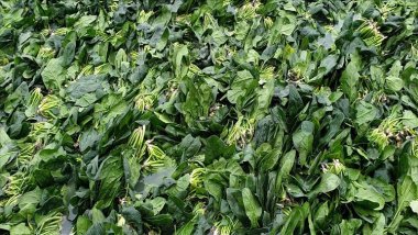 Avustralya'da zehirli ıspanaklar halüsinasyona neden oldu