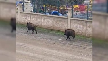 Diyarbakır’daki yoğun sis domuzlara yolunu şaşırttı!