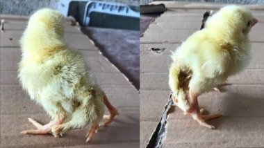 Yumurtadan dört ayaklı civciv çıktı