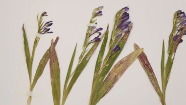 Keşfedilen bitki türü 'Siirt' adıyla literatöre girdi