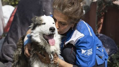 'Alex' isimli köpek 23 gün sonra enkazdan sağ çıkarıldı