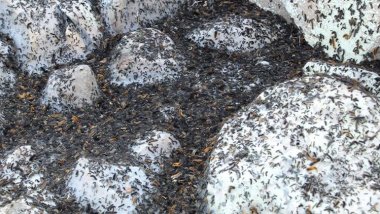 Şırnak’ta tırtıl istilası