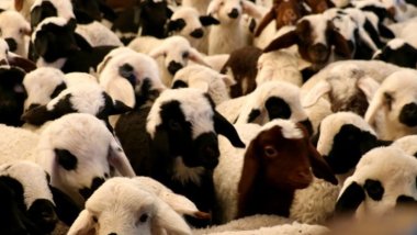 Dersim’de şap hastalığı alarmı