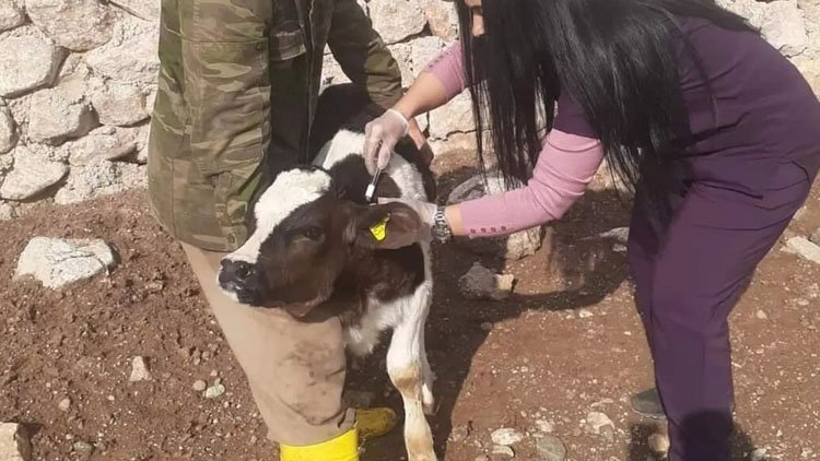Türkiye'de şap alarmı: 4 kentte hayvan pazarları kapatıldı