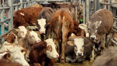 Türkiye Tarım Bakanı Kirişci'den 'şap aşılaması' açıklaması