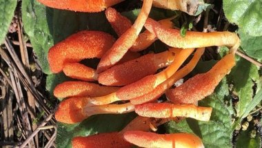 Öldürücü bitki mantarı ilk kez bir insanda görüldü!