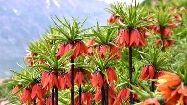 Ters laleyi koparmanın cezası 244 bin lira