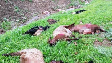 Şırnak'ta Kurt sürüsü 30 koyunu öldürdü